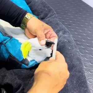 Cockatoo receiving gentle beak filing during grooming