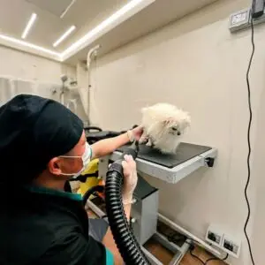 Small white dog having its coat blow-dried