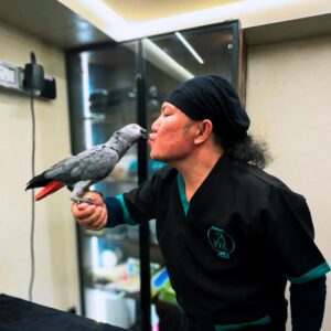 African Grey parrot held gently by a mobile pet groomer