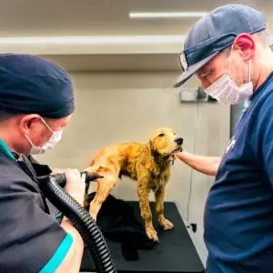 Small brown dog having its coat blow-dried
