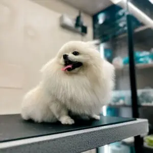 White Pomeranian on a grooming table