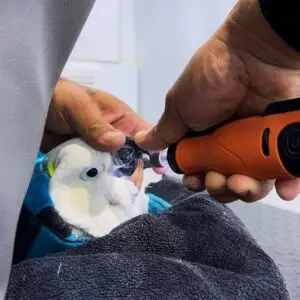 Cockatoo receiving professional beak care