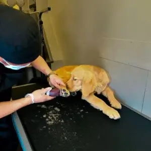 Golden Retriever during a grooming bath