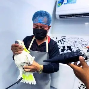 Cockatoo having its feathers gently blow-dried