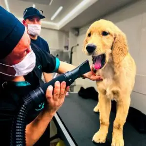 Golden Retriever having its coat blow-dried
