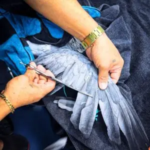 African Grey parrot having its wing feathers trimmed