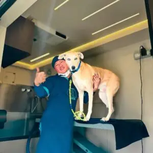 Golden Retriever standing on a mobile grooming table