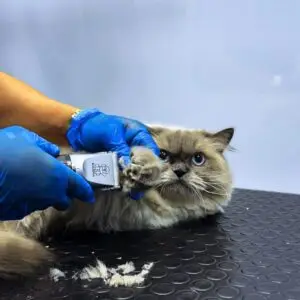 Long-haired cat receiving a careful paw fur trim