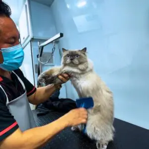 Long-haired cat receiving gentle coat brushing