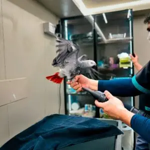 African Grey parrot during a grooming assessment