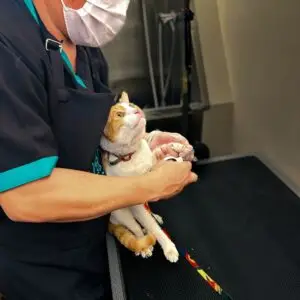 Kitten held gently during a grooming session