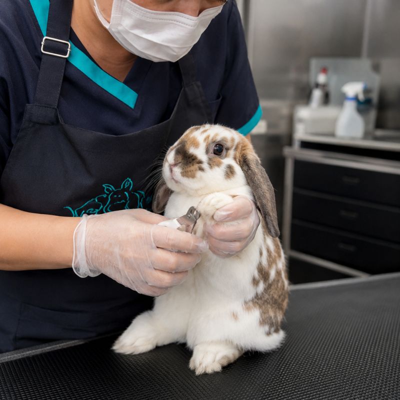 Long-haired cat held gently during a grooming session
